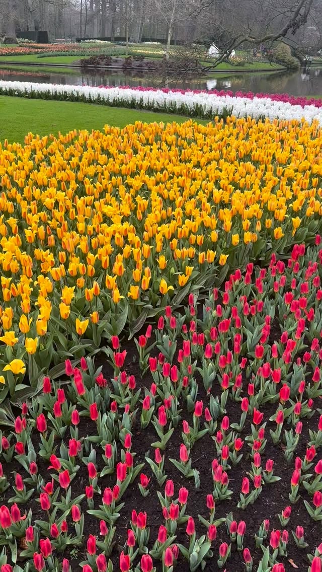 Keukenhof today… Wow!

Tulip Festival runs until 10 May. Get your tickets via the link in our bio 👉