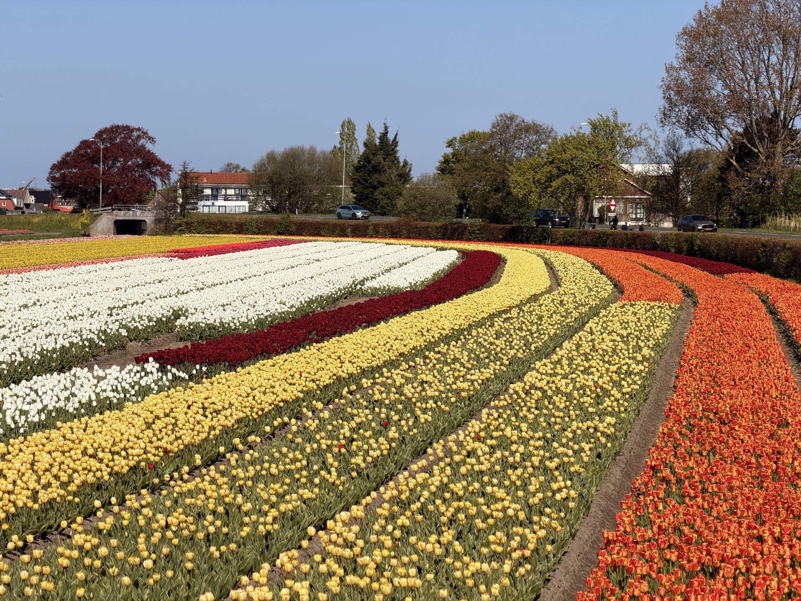 Blooming tulip fields in the Bollenstreek near Keukenhof