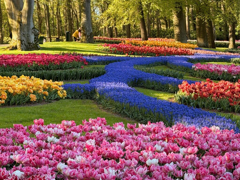 Tulips in bloom inside Keukenhof Gardens, 2027