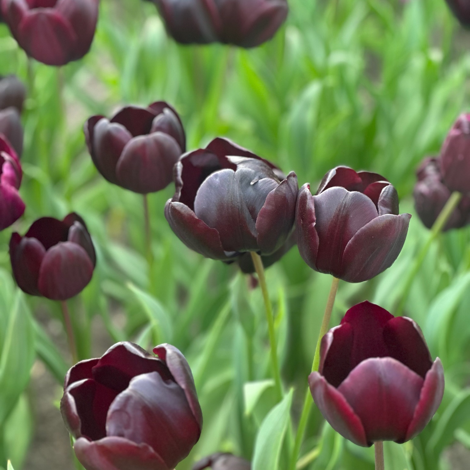 The Tulipa 'Nightmare' is a spectacular, jet-black tulip. It is known as one of the darkest tulips in the world.

Breeding a black tulip has still not been successful, but this one comes close!

#tulipfestival #blacktulip #nightmare