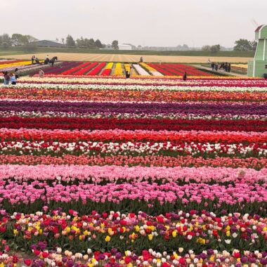 Blooming tulip fields in the Bollenstreek near Keukenhof, spring 2027