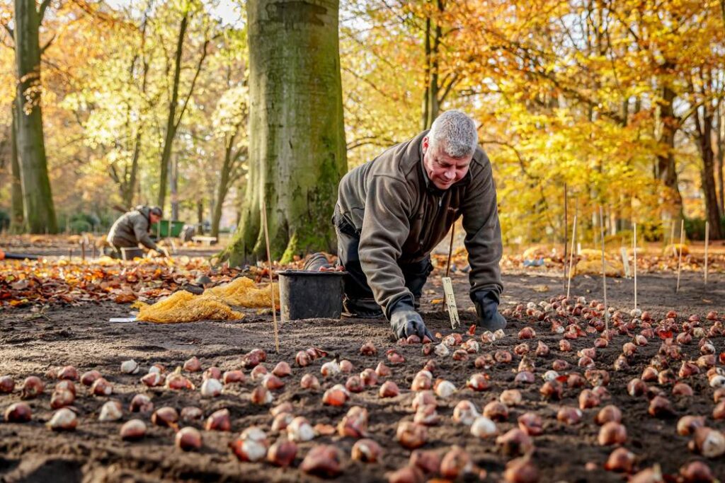 Gardener planting tulip bulbs by hand at Keukenhof in autumn